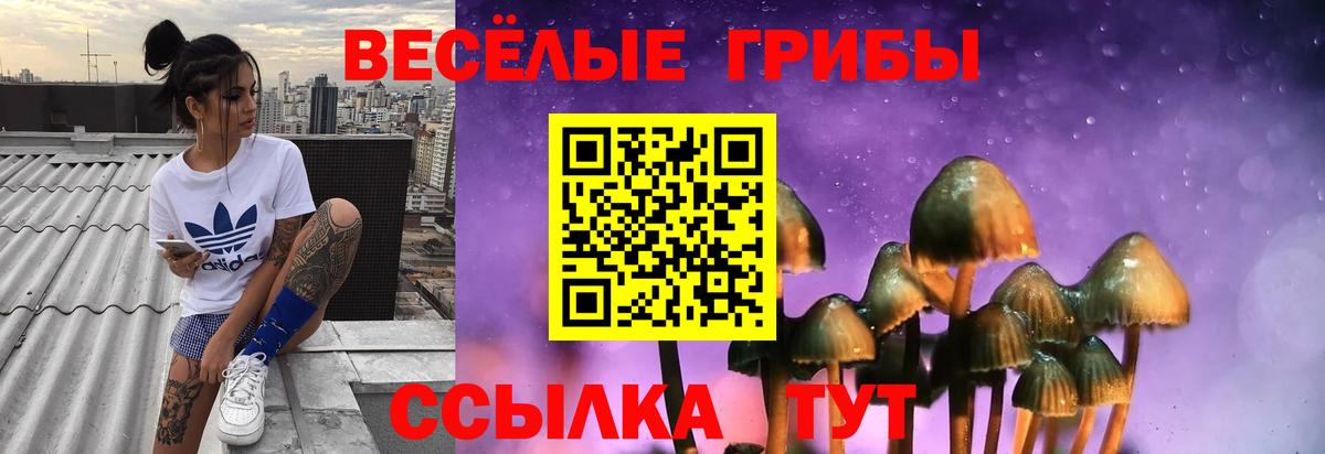 Галлюциногенные грибы Psilocybe Вязники